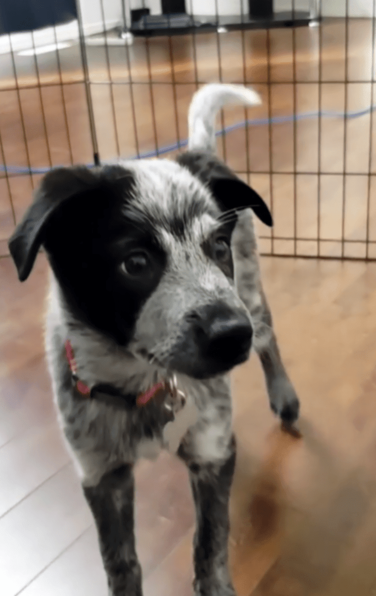 Apollo, a Border Collie and Australian Cattle Dog mix tested with EmbarkVet.com