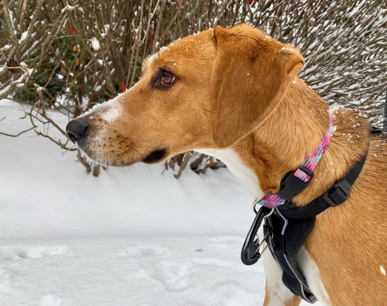 Willow, an American Foxhound tested with EmbarkVet.com