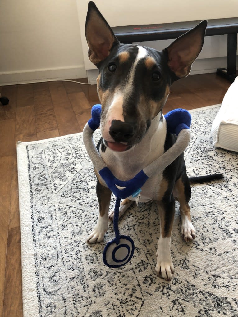 Tycho, a Bull Terrier tested with EmbarkVet.com