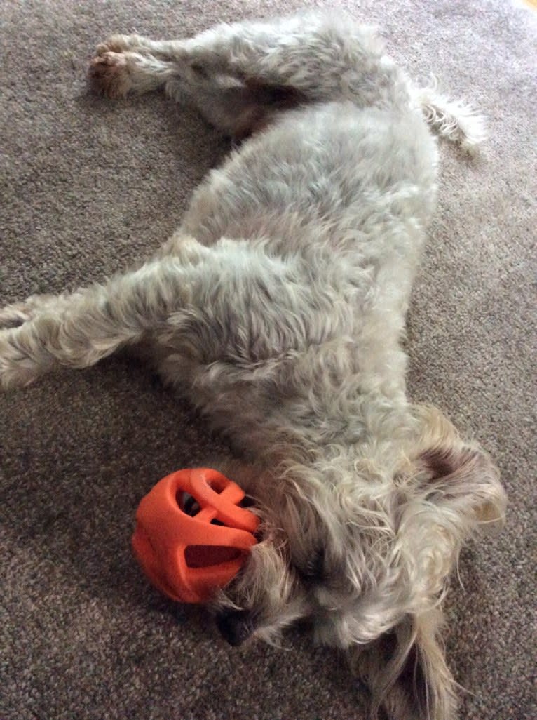 Finley, an American Village Dog and Poodle (Small) mix tested with EmbarkVet.com