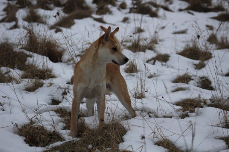 Loomy, a Carolina Dog tested with EmbarkVet.com