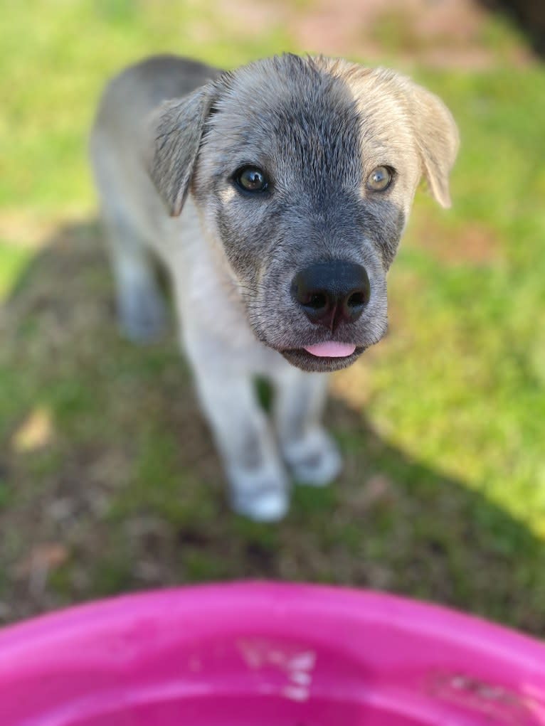 Acrux a dog tested with EmbarkVet.com