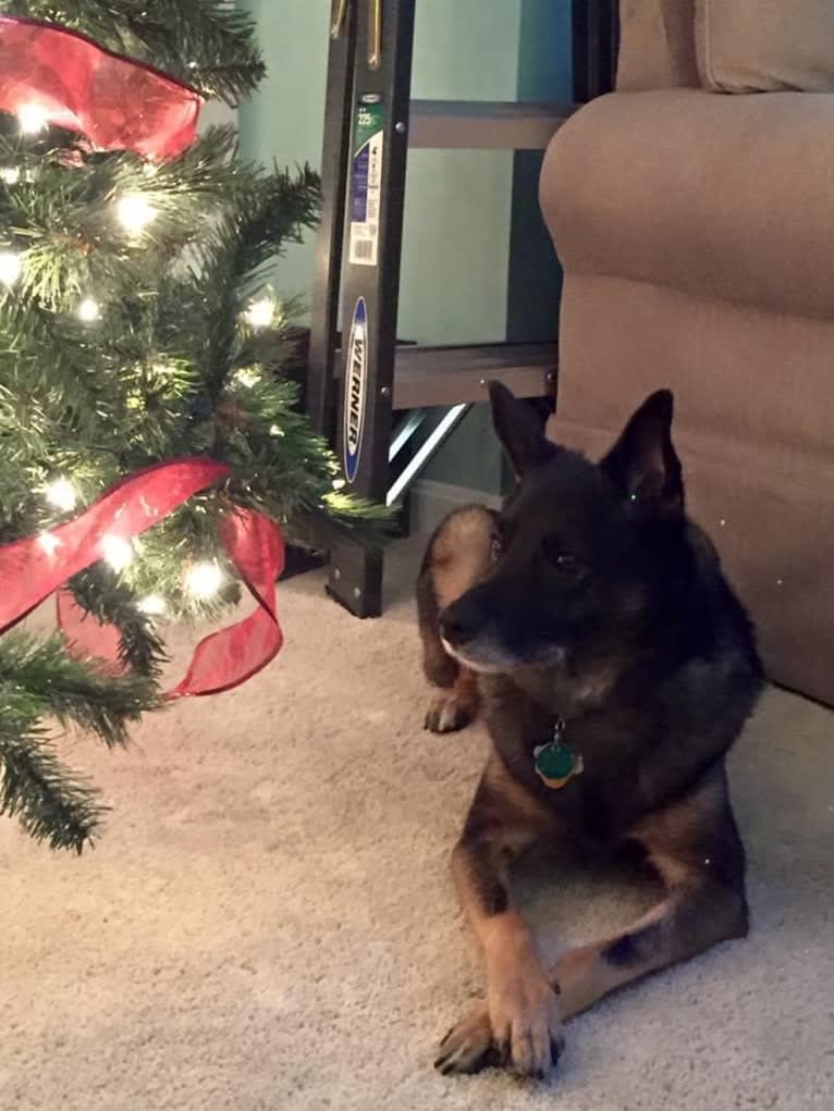 Brutus, a Norwegian Elkhound and Australian Cattle Dog mix tested with EmbarkVet.com