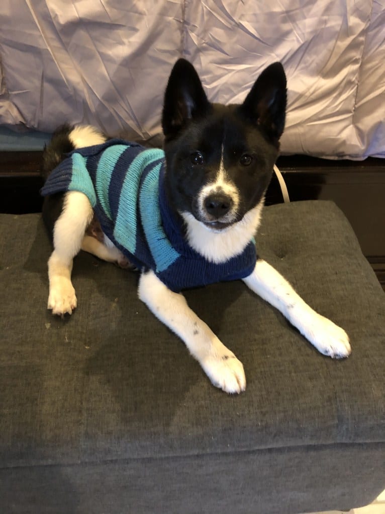 Oreo, a Shiba Inu tested with EmbarkVet.com