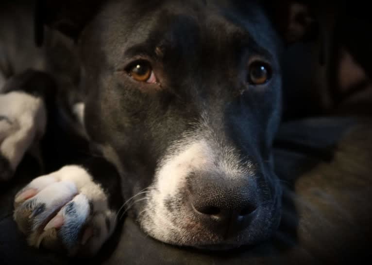 Luna, an American Pit Bull Terrier tested with EmbarkVet.com