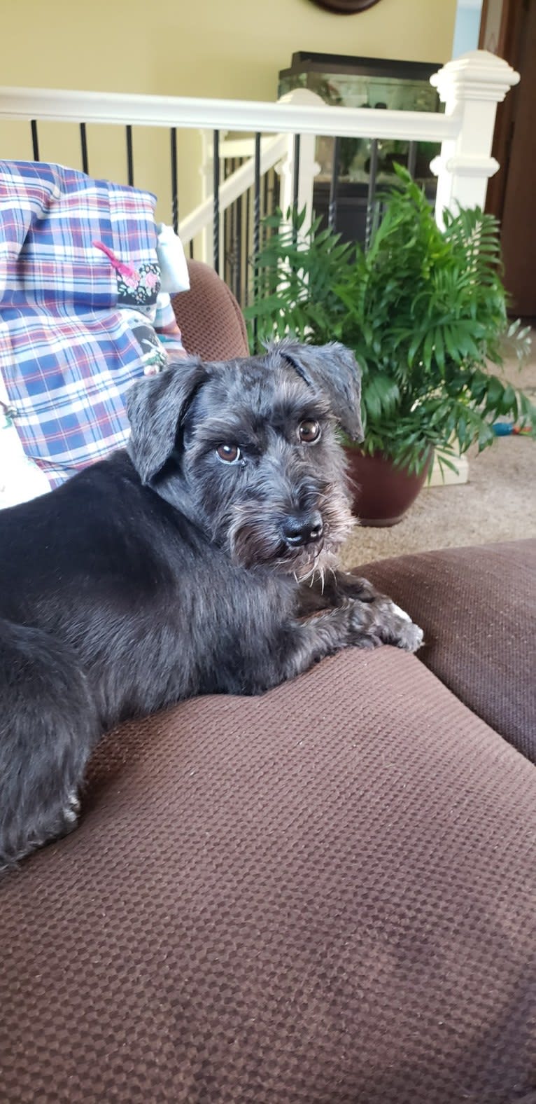 Poppy, a Miniature Schnauzer tested with EmbarkVet.com