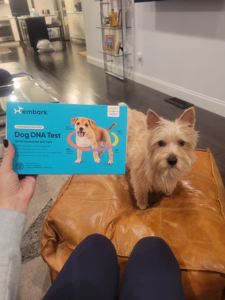 Gizmo, a Norwich Terrier tested with EmbarkVet.com