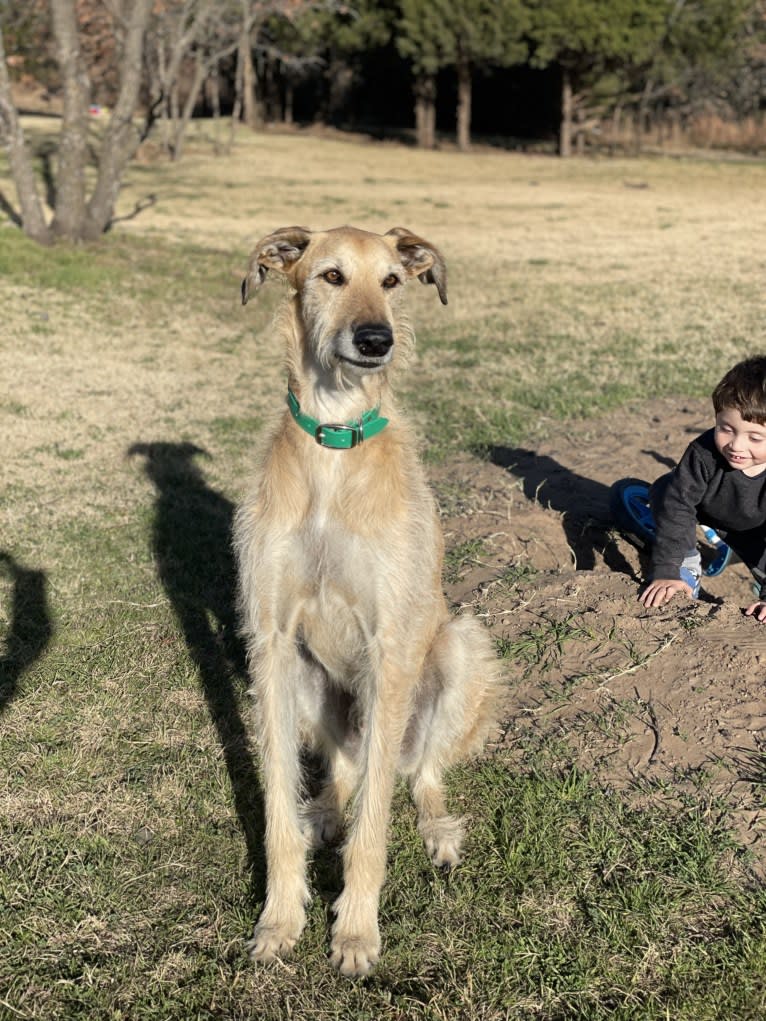 Gregor, a Greyhound and German Shorthaired Pointer mix tested with EmbarkVet.com