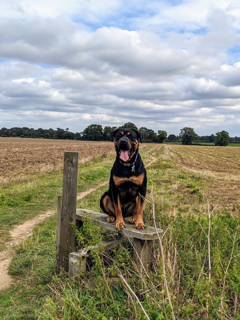 Regan, a Rottweiler and Bullmastiff mix tested with EmbarkVet.com