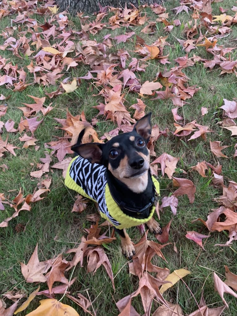 Bailey, a Chihuahua and Yorkshire Terrier mix tested with EmbarkVet.com