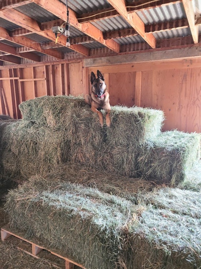 Parker, a German Shepherd Dog and Belgian Malinois mix tested with EmbarkVet.com