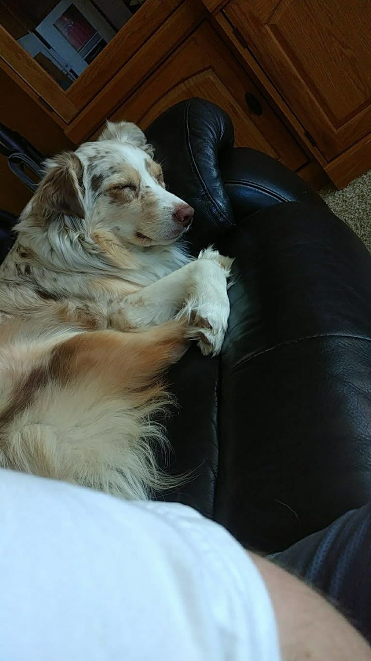 Brizzie, an Australian Shepherd tested with EmbarkVet.com