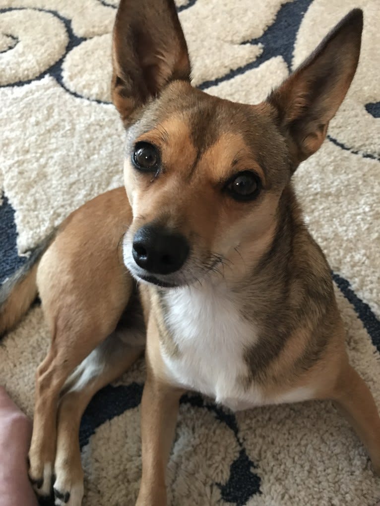 Petey, a Chihuahua and American Eskimo Dog mix tested with EmbarkVet.com