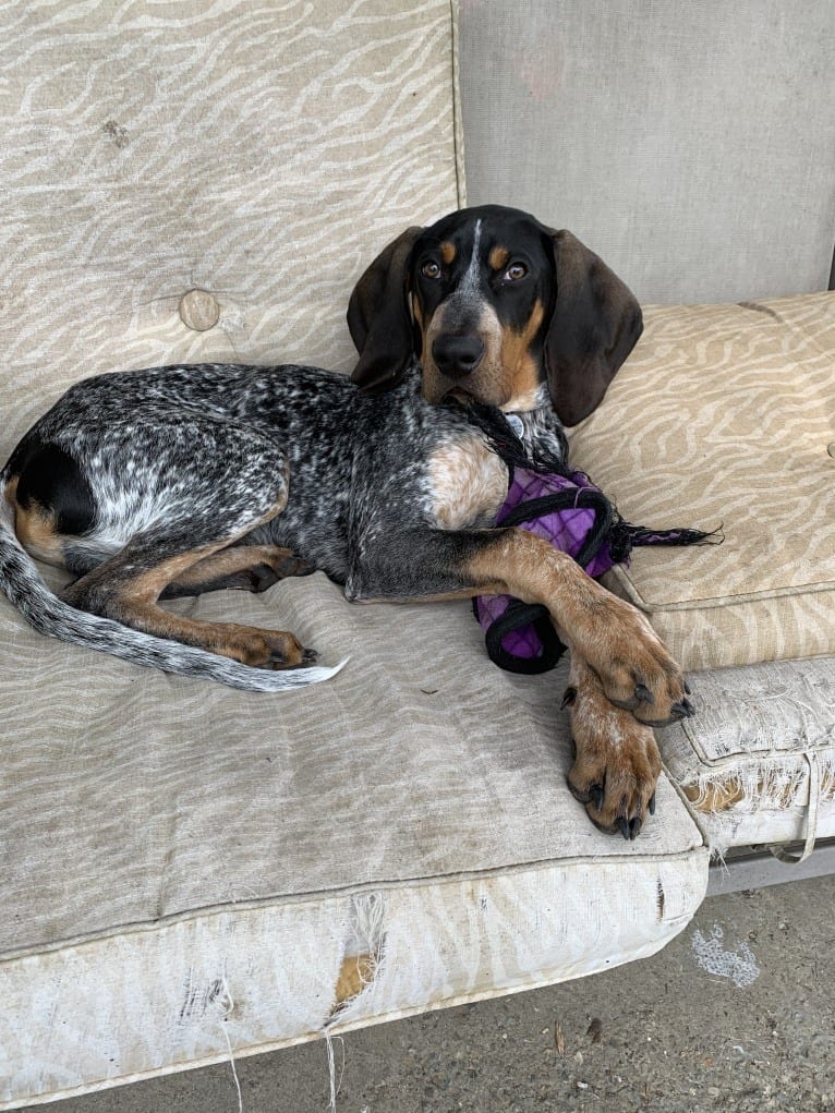 Archie, a Bluetick Coonhound tested with EmbarkVet.com