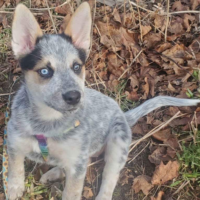 Flora, an Australian Cattle Dog and Siberian Husky mix tested with EmbarkVet.com