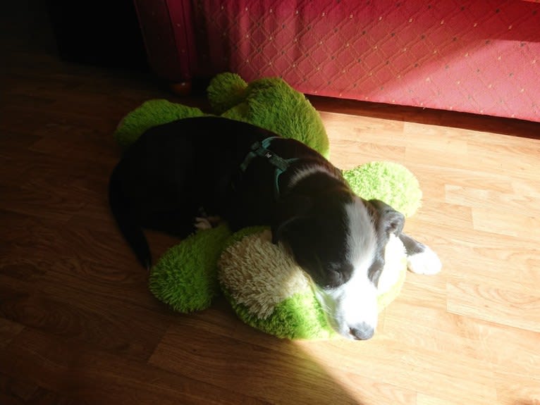 Whisky, an Australian Shepherd and Dalmatian mix tested with EmbarkVet.com