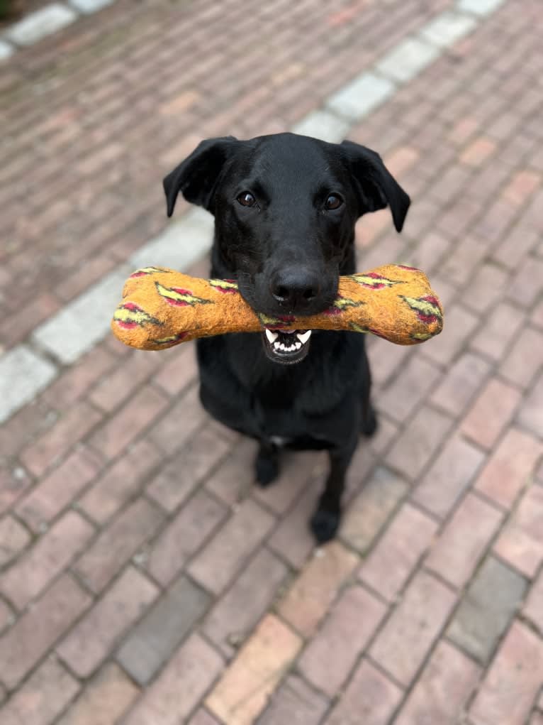 George, a Labrador Retriever and Belgian Malinois mix tested with EmbarkVet.com