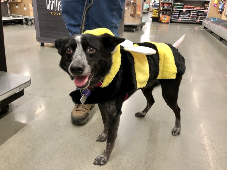 Mist, an Australian Cattle Dog and Australian Shepherd mix tested with EmbarkVet.com