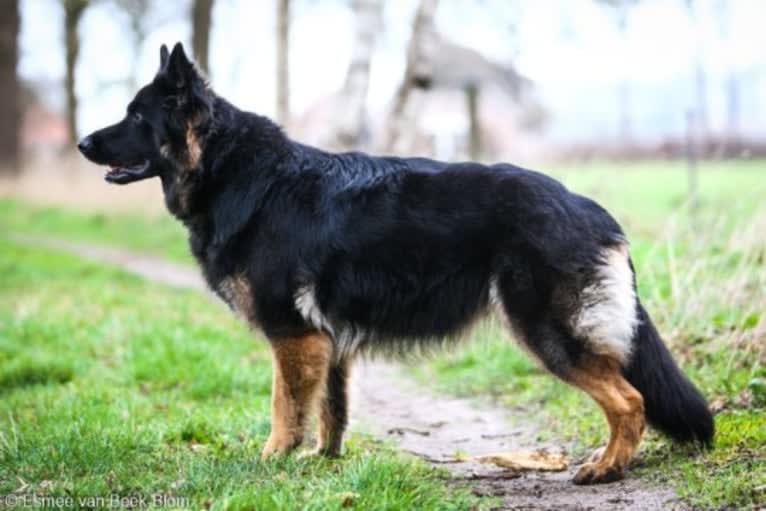 Ellie von Rabenhorst, a German Shepherd Dog tested with EmbarkVet.com