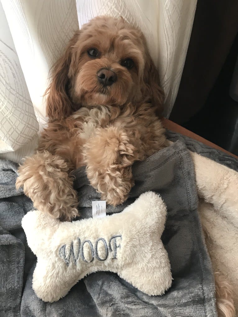 Keeper, a Cavapoo tested with EmbarkVet.com