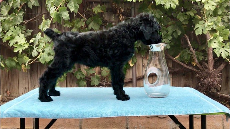 Pickles, a Black Russian Terrier tested with EmbarkVet.com