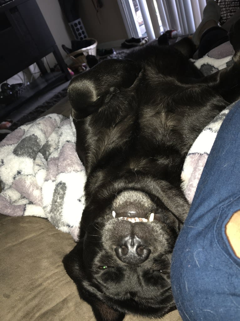 Benjen, a Bulldog and Neapolitan Mastiff mix tested with EmbarkVet.com