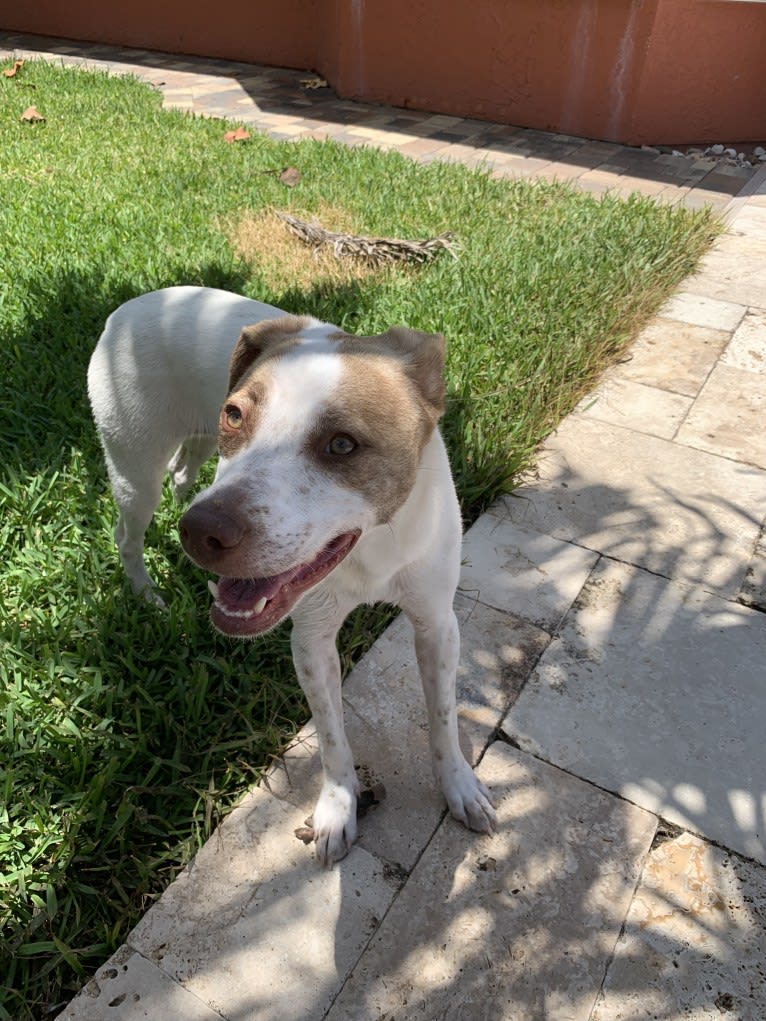 Alice Abby, an American Pit Bull Terrier and Labrador Retriever mix tested with EmbarkVet.com