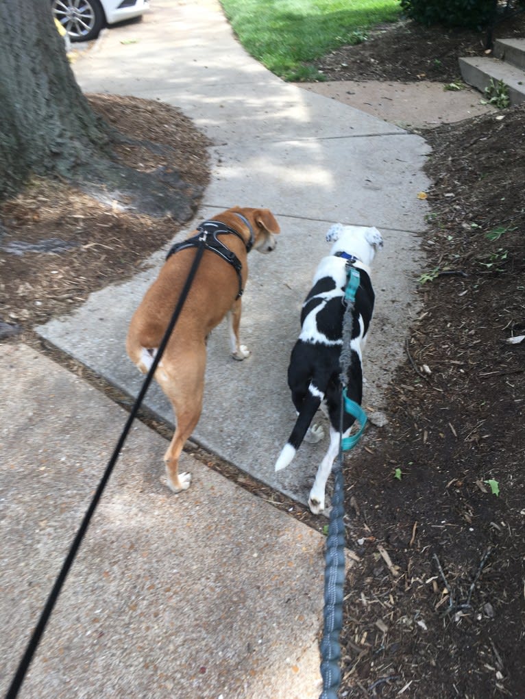 Stanley, a Mountain Cur tested with EmbarkVet.com