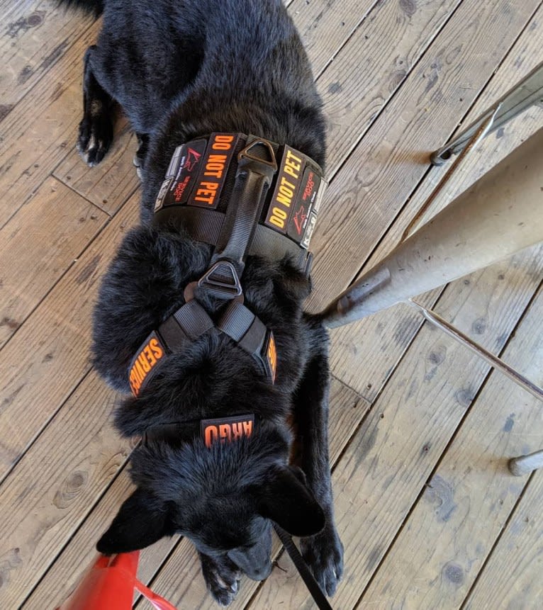 Argo Von Reichenberg, a German Shepherd Dog tested with EmbarkVet.com