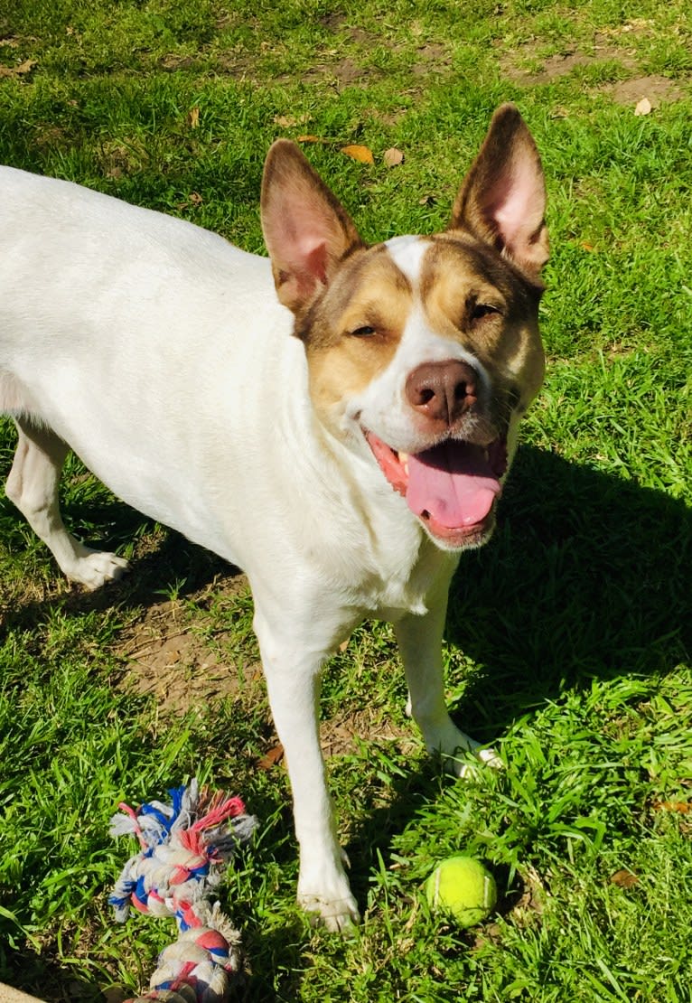 Winnie, an American Pit Bull Terrier and Chow Chow mix tested with EmbarkVet.com