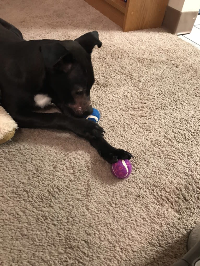 Robbie, a Boston Terrier and Labrador Retriever mix tested with EmbarkVet.com