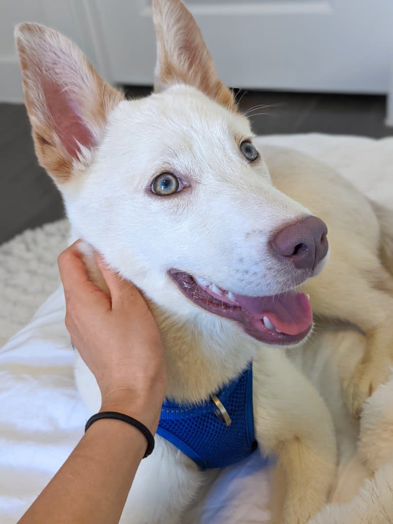 Summit, a Siberian Husky and American Pit Bull Terrier mix tested with EmbarkVet.com