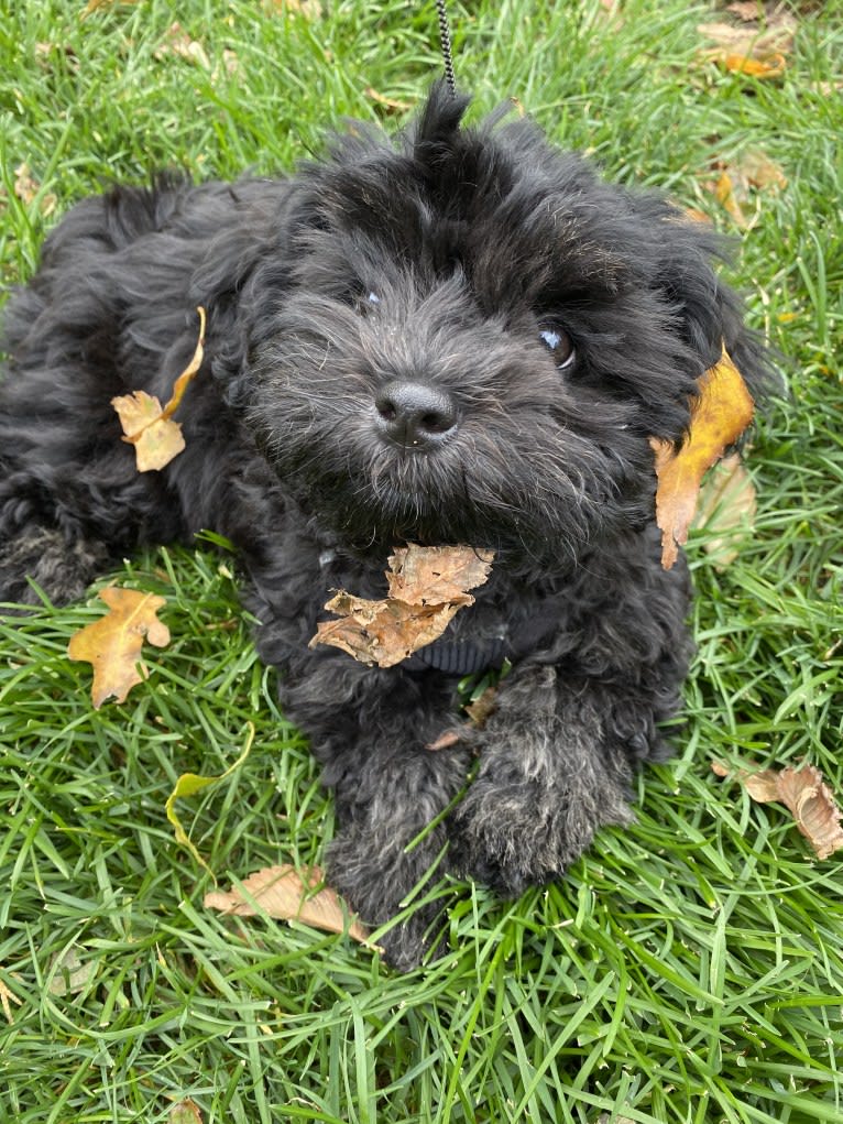 Samwise the Brave, a Poodle (Small) and Shih Tzu mix tested with EmbarkVet.com