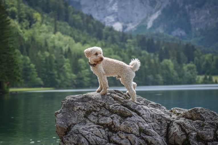 Bobby, a Poodle (Small) tested with EmbarkVet.com