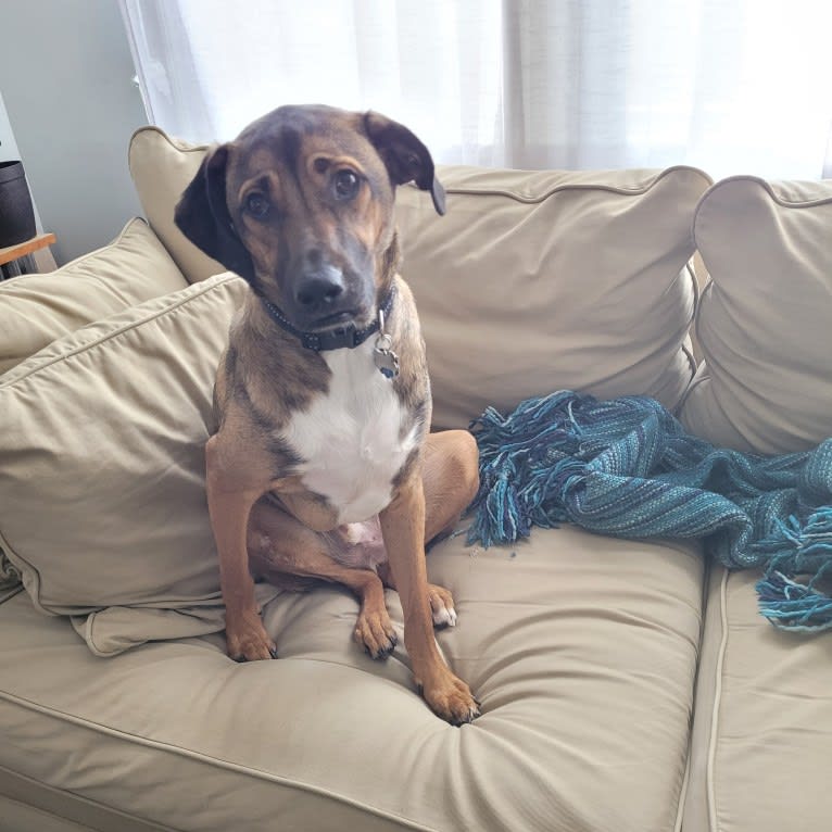 Finley, an American Village Dog tested with EmbarkVet.com