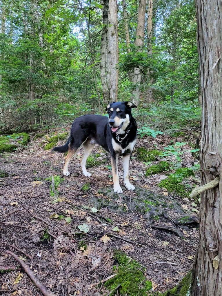 Jack, a Labrador Retriever and German Shepherd Dog mix tested with EmbarkVet.com