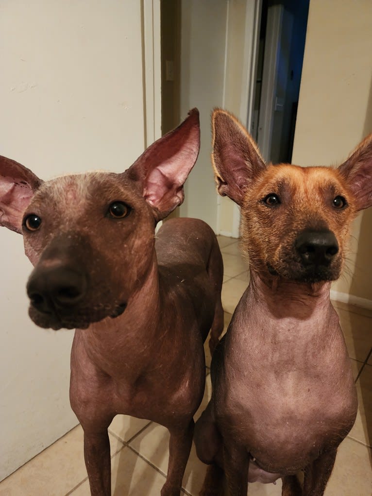 Neeko, a Xoloitzcuintli (8.7% unresolved) tested with EmbarkVet.com