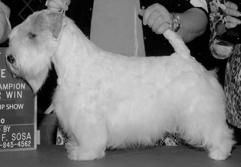 Dobby, a Sealyham Terrier tested with EmbarkVet.com