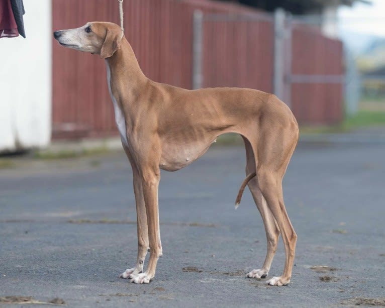 Gem, an Azawakh tested with EmbarkVet.com