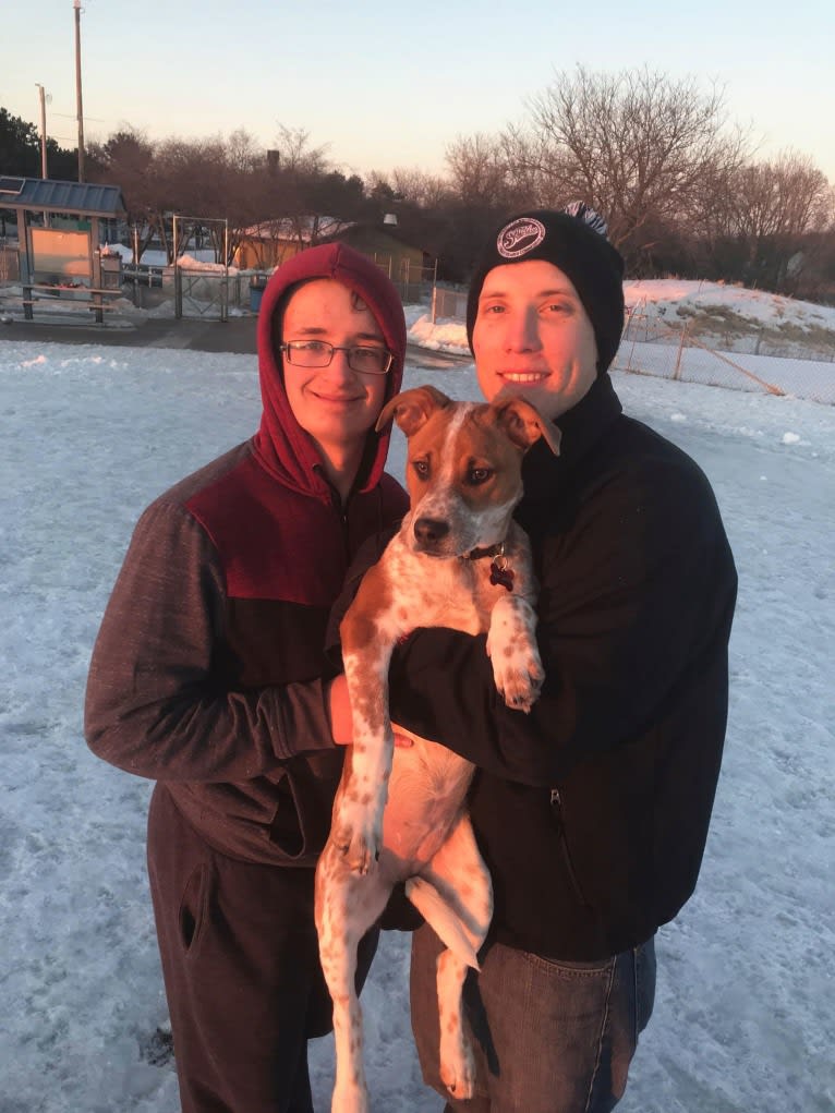 Ruby Mae, an American Pit Bull Terrier and Australian Cattle Dog mix tested with EmbarkVet.com
