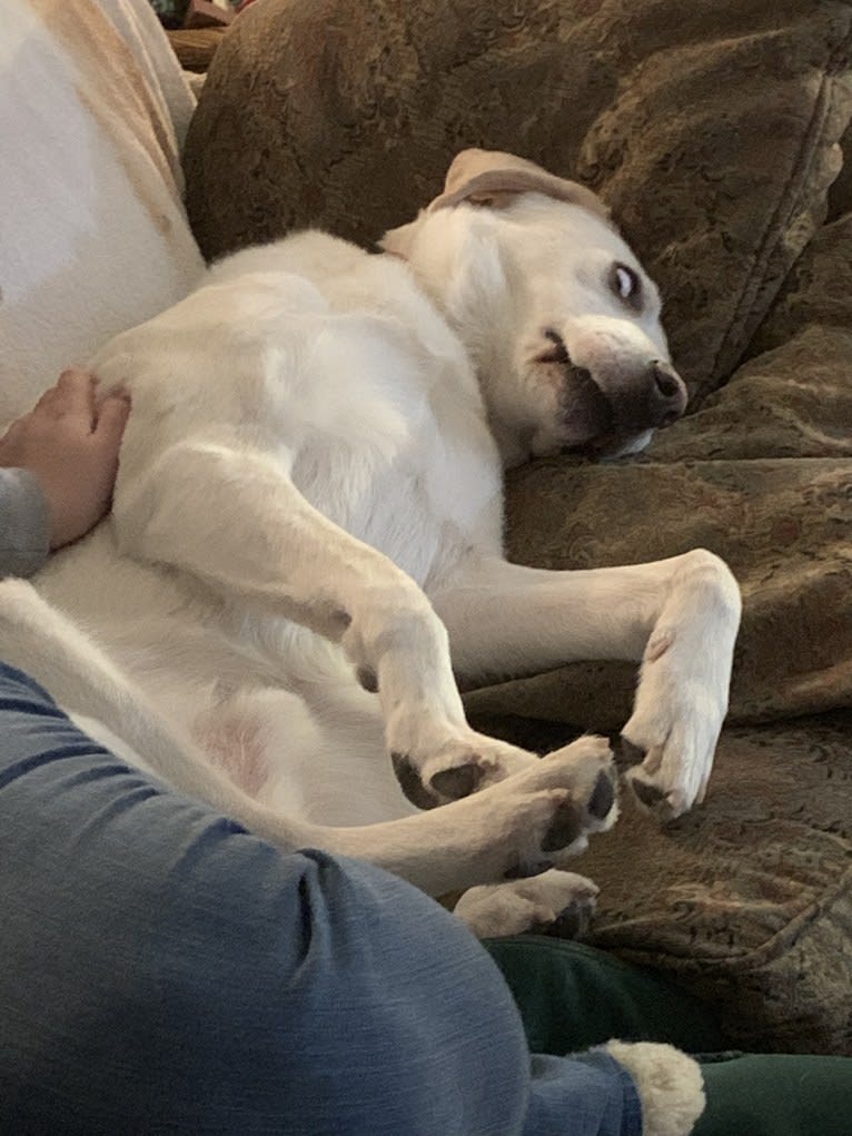 Brutus, a Great Pyrenees and Mountain Cur mix tested with EmbarkVet.com