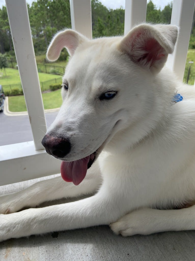 Dash, a Gerberian Shepsky (12.7% unresolved) tested with EmbarkVet.com