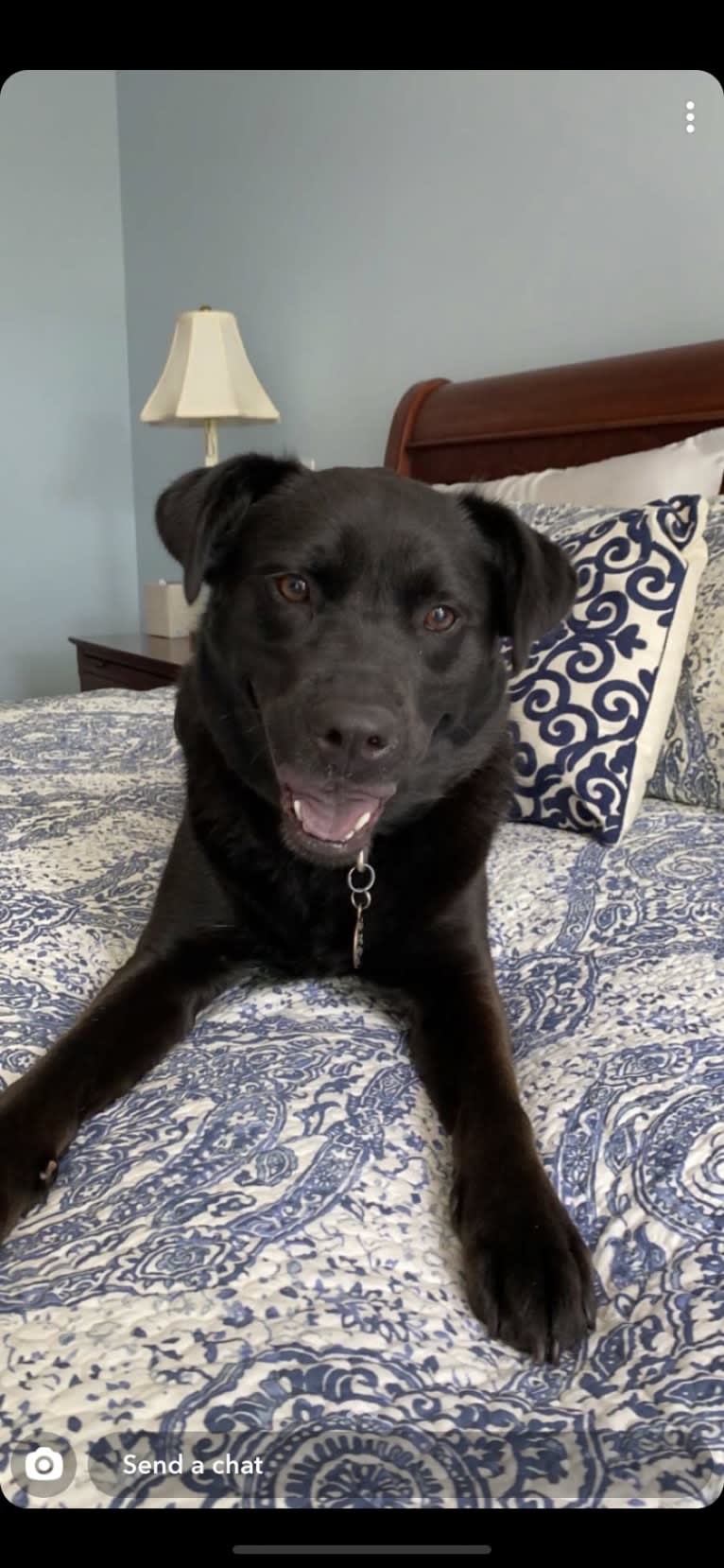 Rio, a Labrador Retriever and Chow Chow mix tested with EmbarkVet.com