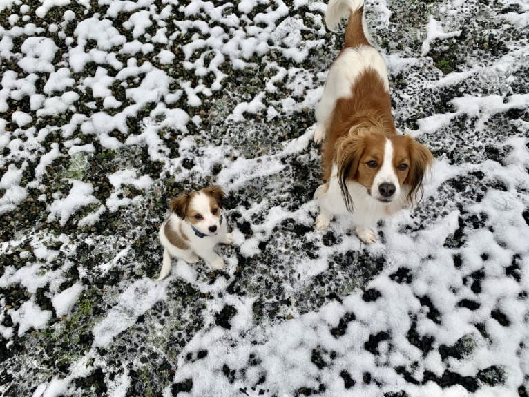 Cooper, a Nederlandse Kooikerhondje tested with EmbarkVet.com