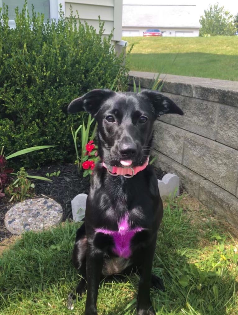 Nala, a Border Collie and American Pit Bull Terrier mix tested with EmbarkVet.com