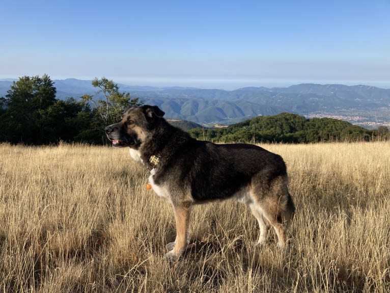 Duke, a German Shepherd Dog and Spanish Galgo mix tested with EmbarkVet.com