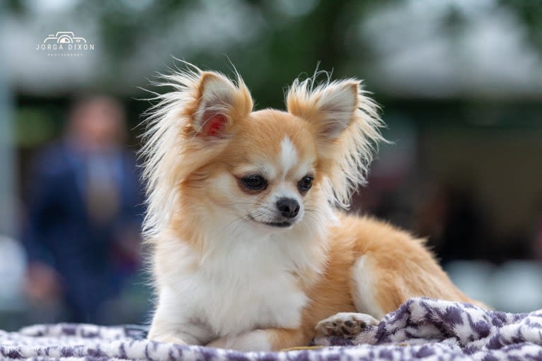 Ace, a Chihuahua tested with EmbarkVet.com