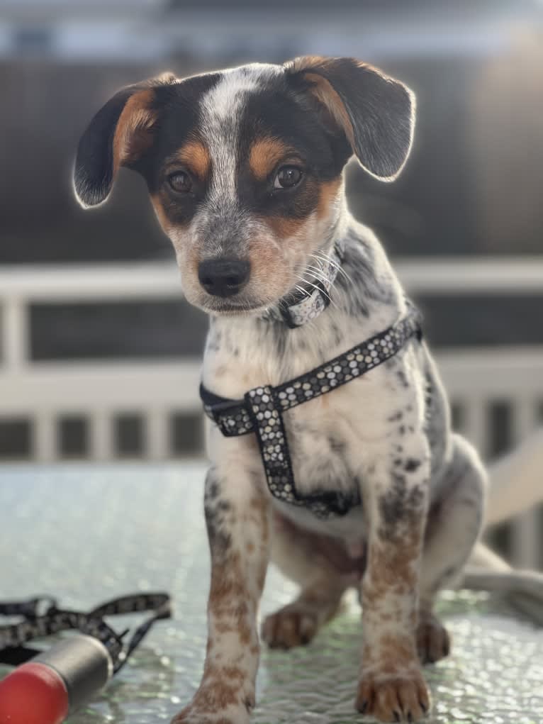 Blue, an Australian Cattle Dog and Chihuahua mix tested with EmbarkVet.com
