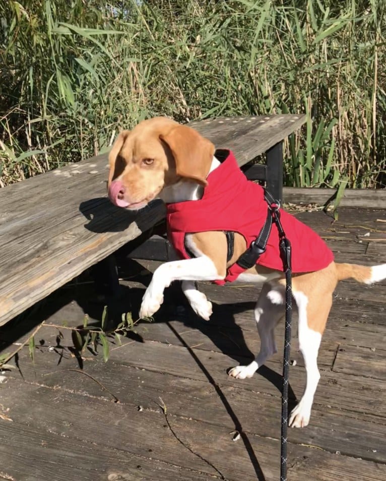 Chewy, a Beagle tested with EmbarkVet.com