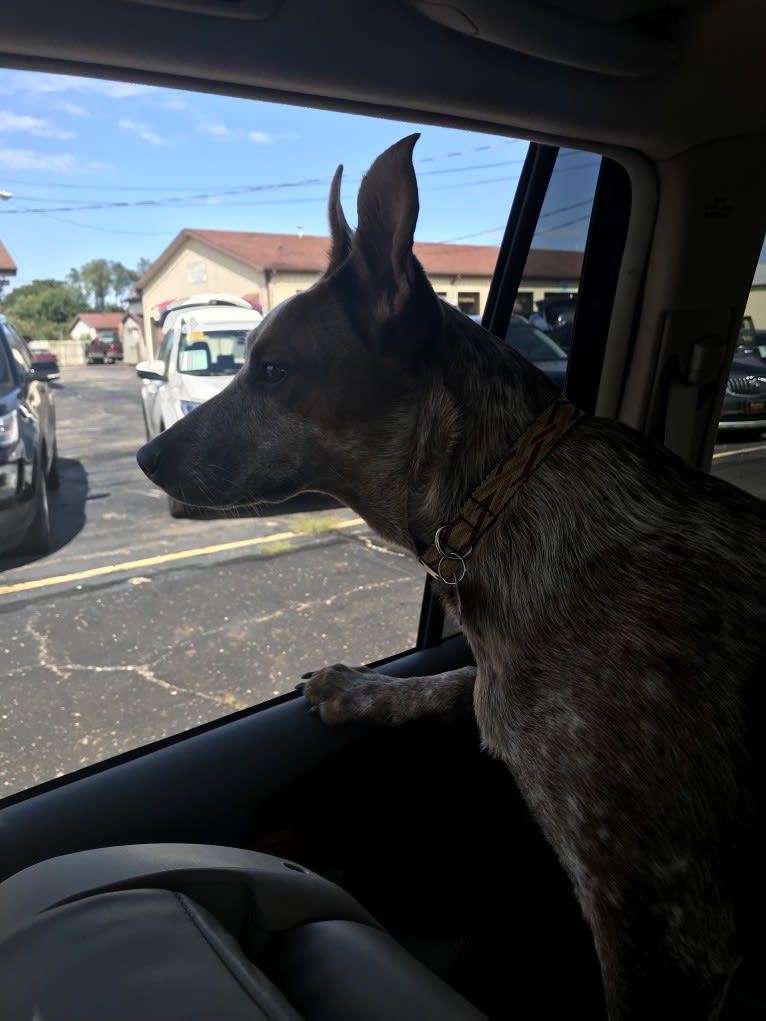 EmmyLou, an Australian Cattle Dog and American Pit Bull Terrier mix tested with EmbarkVet.com